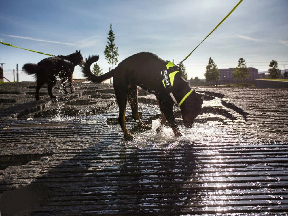 Julius K9 IDC Power Hundegeschirr Neon-grün 5 Julius K9 IDC Power Hundegeschirr Neon-grün – Bild 3