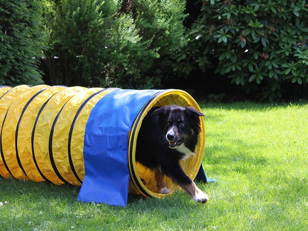 Hunde Profi Agility Tunnel FCI Konform Gelb 5 Hunde Profi Agility Tunnel FCI Konform Gelb – Bild 3