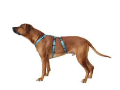 Wolters No Escape Soft & Safe Hundegeschirr Cayenne 6 Wolters No Escape Soft & Safe Hundegeschirr Cayenne -Günstiges Hundeshop Geschäft 334426 Product