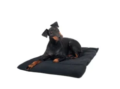 Back On Track Hundedecke 68 Cm X 50 Cm