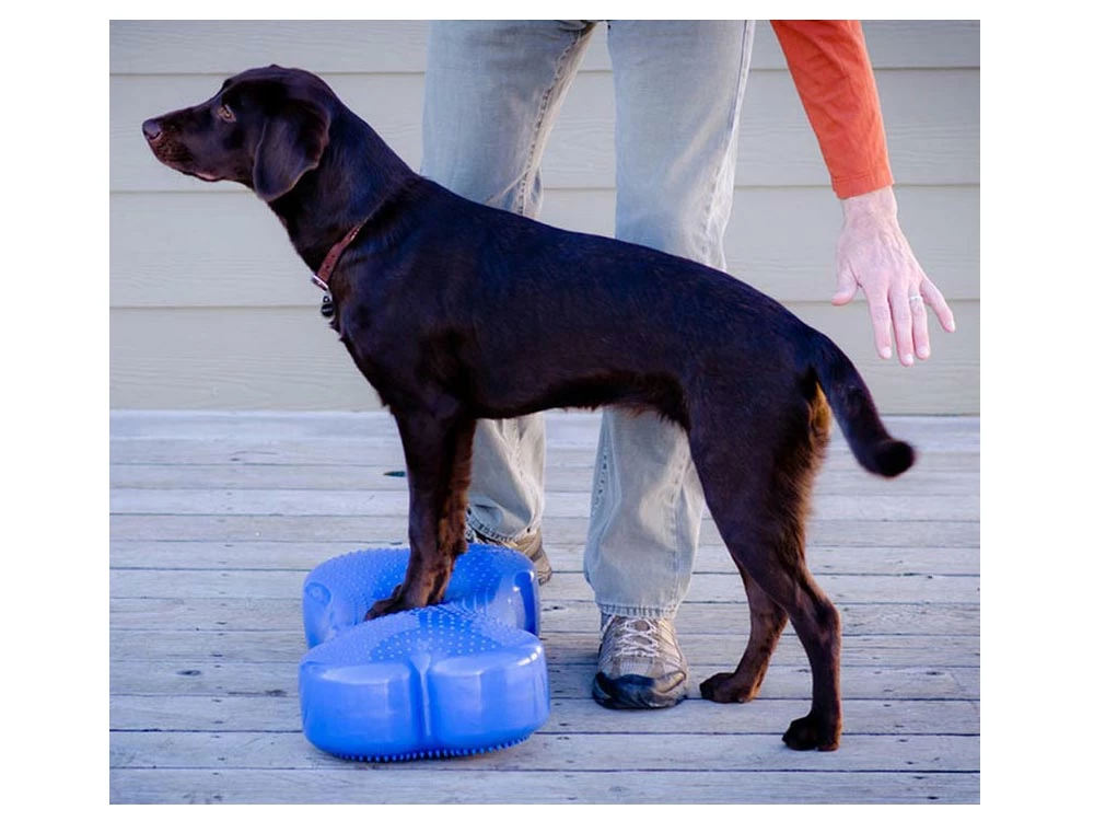 FitPAWS® K9 FITbone 6 FitPAWS® K9 FITbone – Bild 4