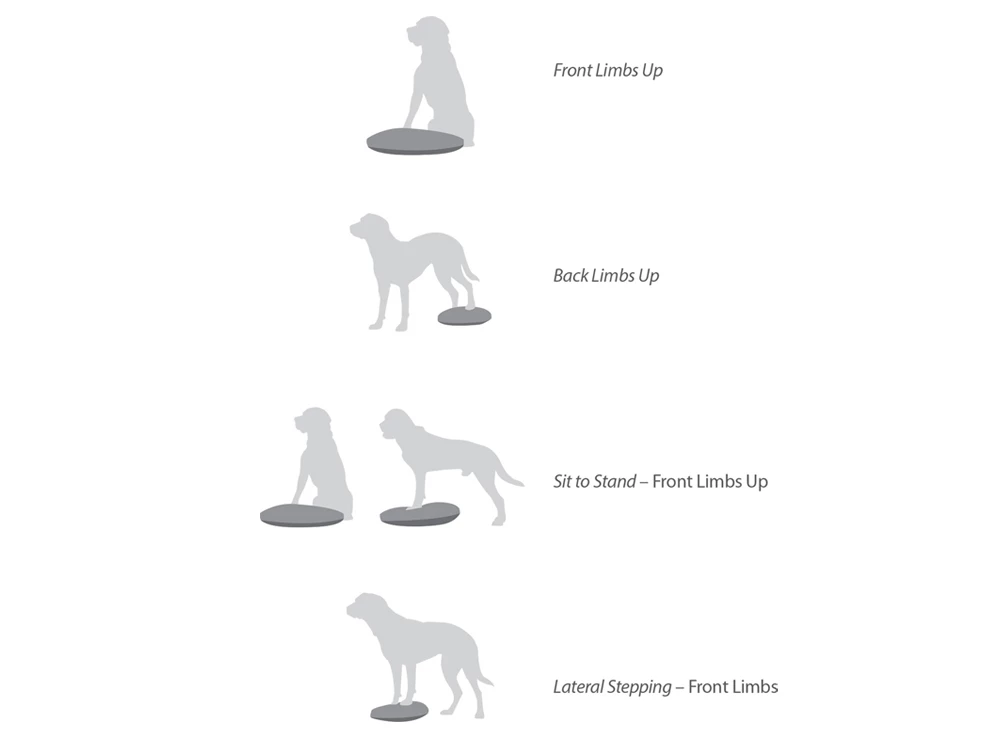 FitPAWS® Balance Disc Lavendel 8 FitPAWS® Balance Disc Lavendel – Bild 6