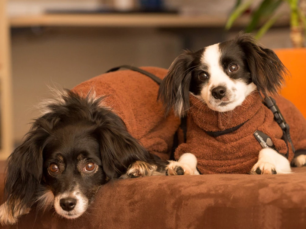 Dryup Cape Hundebademantel Mini Braun 4 Dryup Cape Hundebademantel Mini Braun – Bild 2