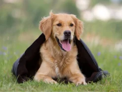 Warmup Blanket Big Hundedecke, XL 11 Warmup Blanket Big Hundedecke, XL -Günstiges Hundeshop Geschäft 406486 Product