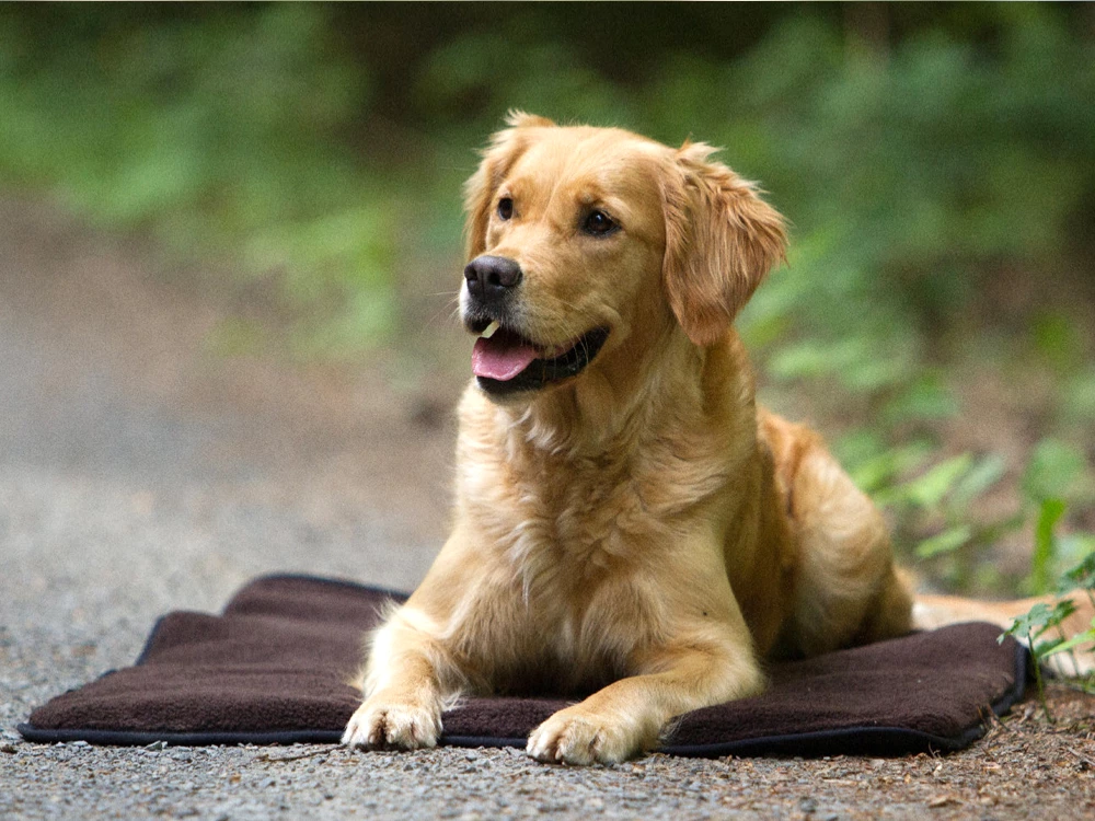 Warmup Blanket Basic Hundedecke, S 3 Warmup Blanket Basic Hundedecke, S