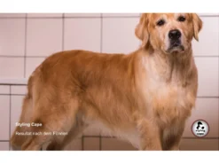 Styling Cape Für Ausstellungen -Günstiges Hundeshop Geschäft 408543 Product