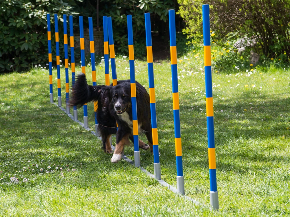 Hundesport Profi Agility Slalom 3 Hundesport Profi Agility Slalom