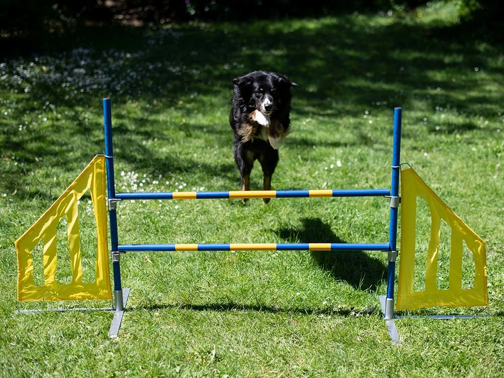 Hundesport Agility Hürde Mit Seitenteilen 5 Hundesport Agility Hürde Mit Seitenteilen – Bild 3