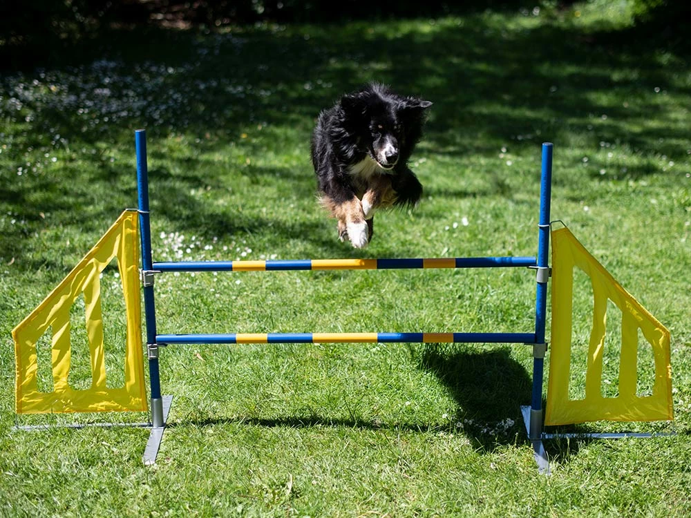 Hundesport Agility Hürde Mit Seitenteilen 6 Hundesport Agility Hürde Mit Seitenteilen – Bild 4