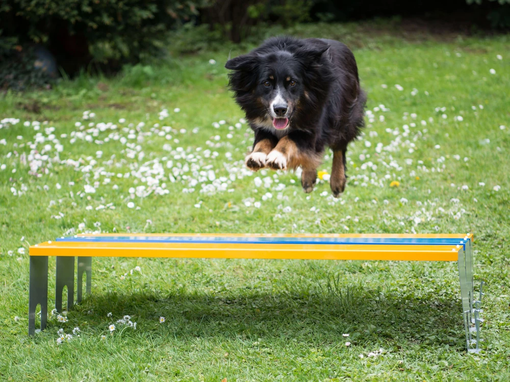 Hundesport Profi Agility Weitsprung-Hürde 4 Hundesport Profi Agility Weitsprung-Hürde – Bild 2