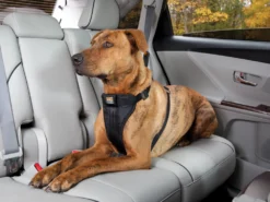 Kurgo Hunde Autogeschirr Strength Tru-Fit Schwarz 12 Kurgo Hunde Autogeschirr Strength Tru-Fit Schwarz -Günstiges Hundeshop Geschäft 453671 Product