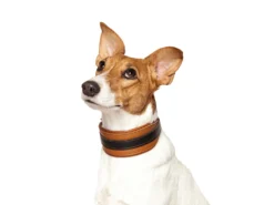 Windhundhalsband Wüstenzauber Cognac/schwarz 7 Windhundhalsband Wüstenzauber Cognac/schwarz -Günstiges Hundeshop Geschäft 460503 Product