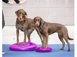 FitPAWS® Balance Disc Lavendel 10 FitPAWS® Balance Disc Lavendel -Günstiges Hundeshop Geschäft 472747 Product