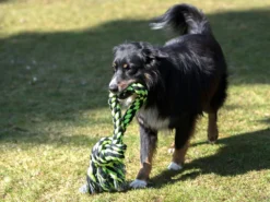 Knoten Tauring -Günstiges Hundeshop Geschäft 482094 Product