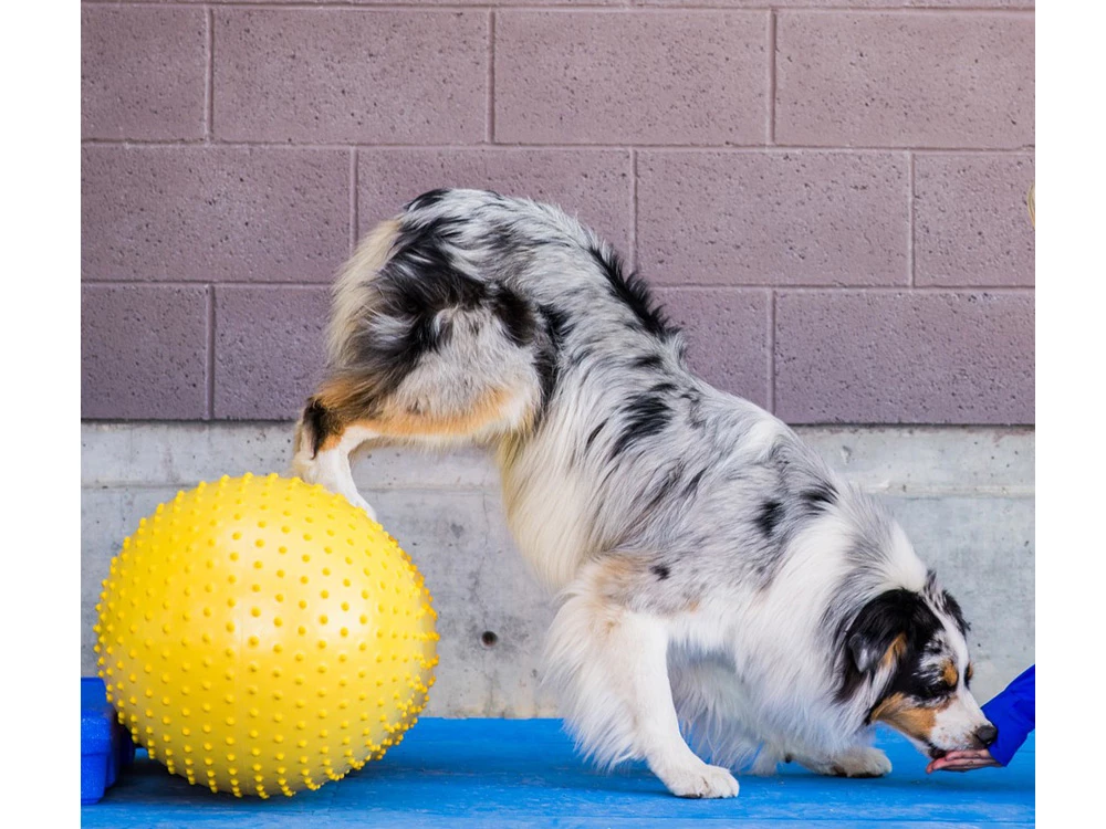 FitPAWS® Peanut Trax Gelb 40 Cm 4 FitPAWS® Peanut Trax Gelb 40 Cm – Bild 2