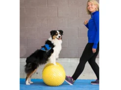 FitPAWS® Peanut Trax Gelb 40 Cm 10 FitPAWS® Peanut Trax Gelb 40 Cm -Günstiges Hundeshop Geschäft 482566 Product