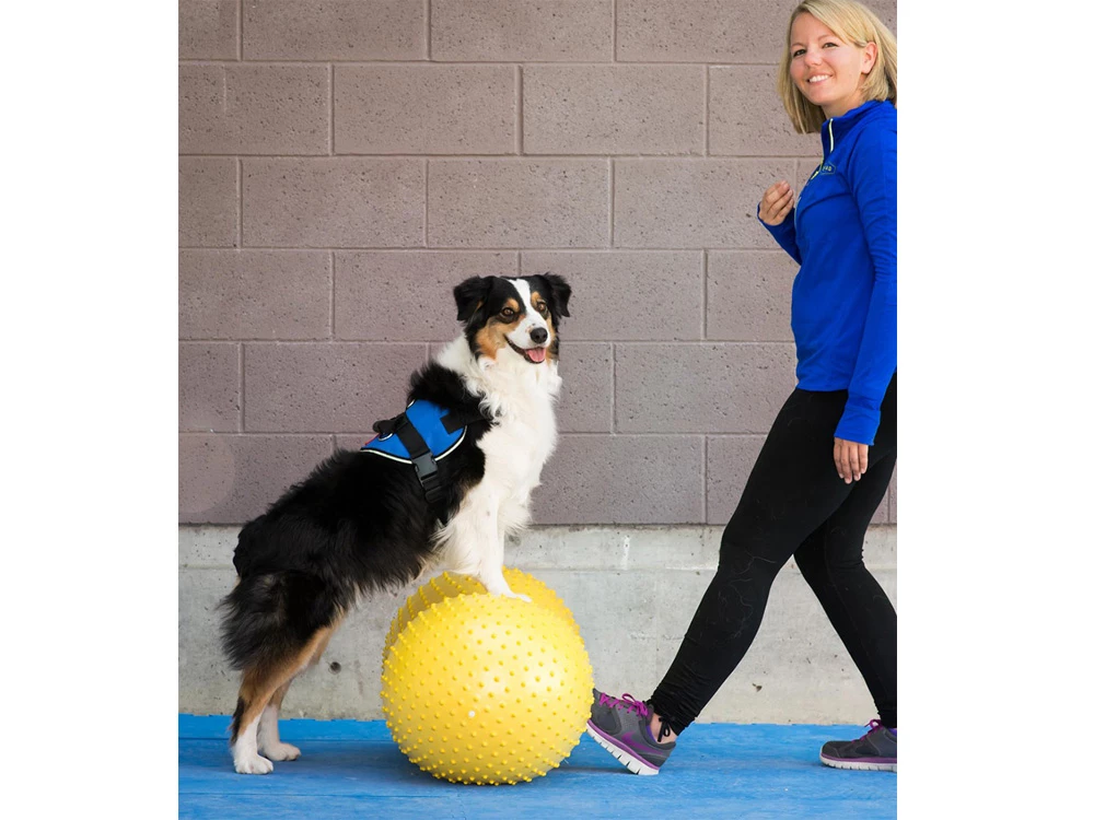 FitPAWS® Peanut Trax Blau 60 Cm 6 FitPAWS® Peanut Trax Blau 60 Cm – Bild 4