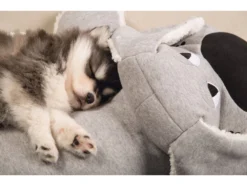 Hello Puppy Kuschel Boomba Welpen Schlafhilfe 5 Hello Puppy Kuschel Boomba Welpen Schlafhilfe -Günstiges Hundeshop Geschäft 491462 Product