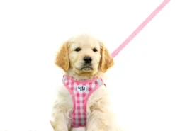 Curli Welpengeschirr Air-Mesh Mit Leine Pink 6 Curli Welpengeschirr Air-Mesh Mit Leine Pink -Günstiges Hundeshop Geschäft 498662 Product