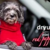 Dryup Cape Hundebademantel Mini Red Pepper 1 Dryup Cape Hundebademantel Mini Red Pepper -Günstiges Hundeshop Geschäft 507072 Product