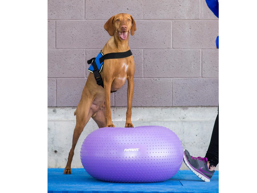 FitPAWS® TRAX Donut 7 FitPAWS® TRAX Donut – Bild 5