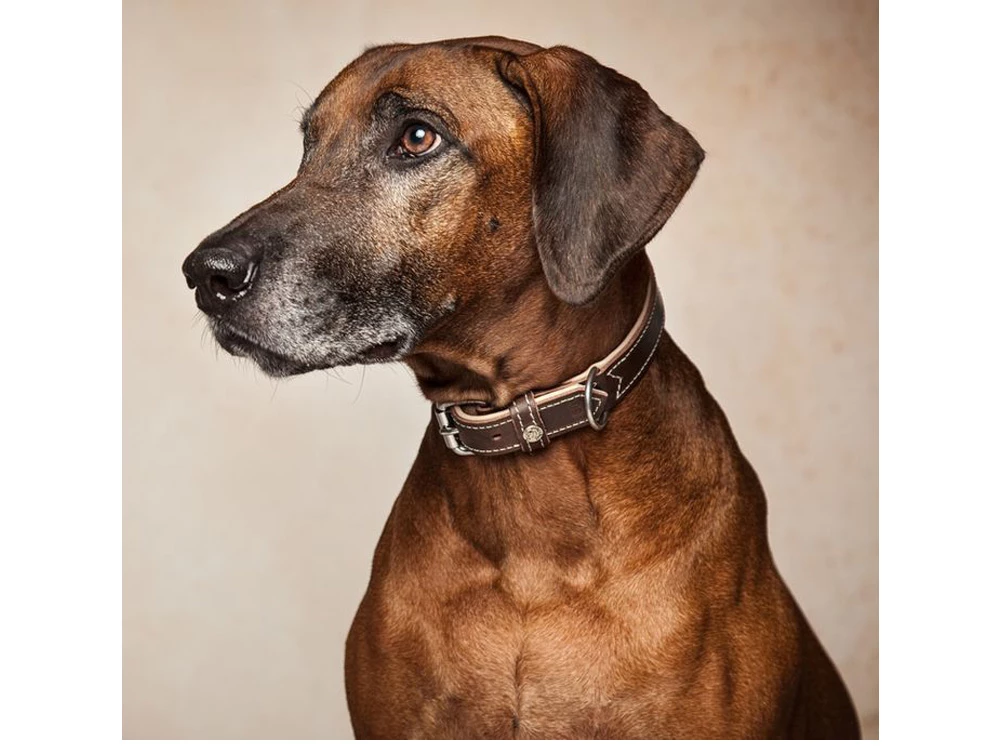 Hundehalsband Traumfänger Rind-Lammleder Schwarz/kiesel 5 Hundehalsband Traumfänger Rind-Lammleder Schwarz/kiesel – Bild 3