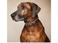 Hundehalsband Traumfänger Rind-Lammleder Havanna/creme 7 Hundehalsband Traumfänger Rind-Lammleder Havanna/creme -Günstiges Hundeshop Geschäft 539915 Product