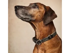 Zugstopp Hundehalsband Waldbursche Havanna/creme 7 Zugstopp Hundehalsband Waldbursche Havanna/creme -Günstiges Hundeshop Geschäft 540272 Product