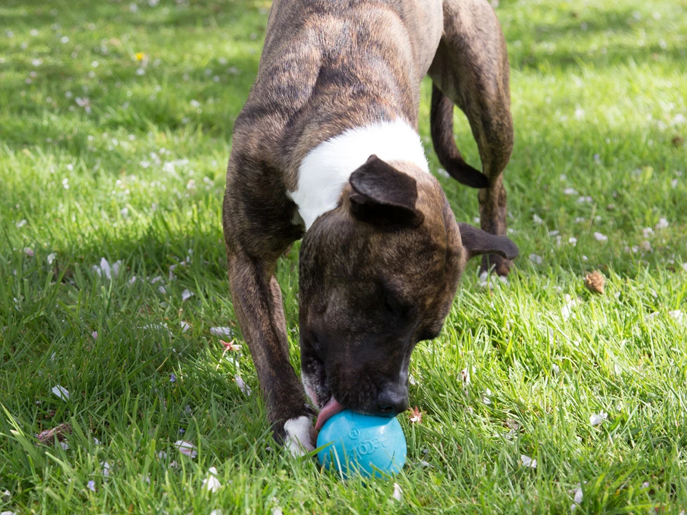 Beco Ball Snackball Large 4 Beco Ball Snackball Large – Bild 2