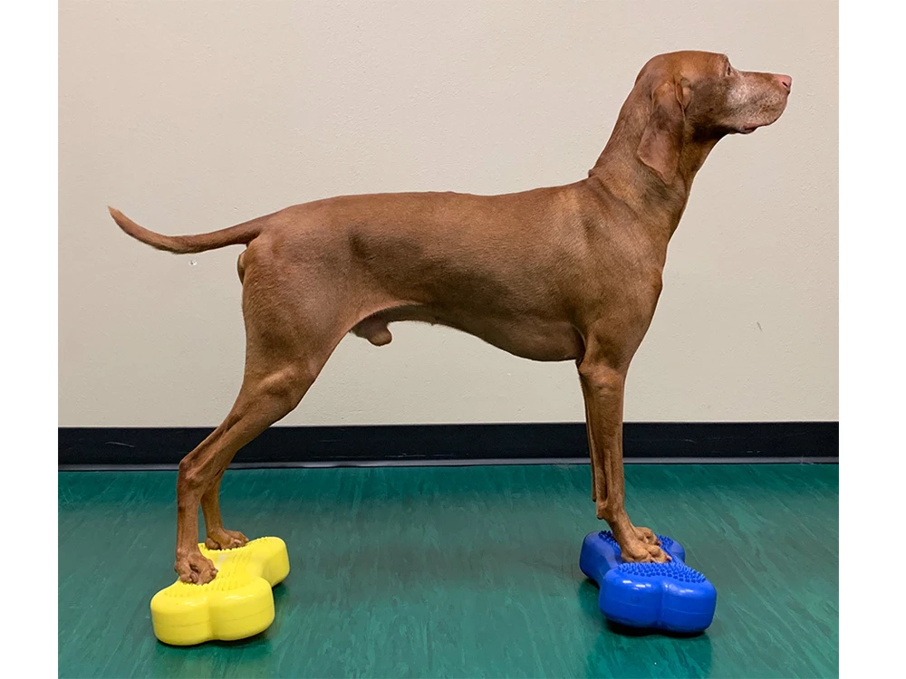 FitPAWS® K9 FITbone™ MINI 2-er Set 4 FitPAWS® K9 FITbone™ MINI 2-er Set – Bild 2