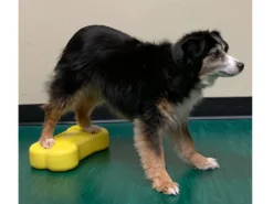 FitPAWS® K9 FITbone™ MINI 2-er Set 11 FitPAWS® K9 FITbone™ MINI 2-er Set -Günstiges Hundeshop Geschäft 546698 Product