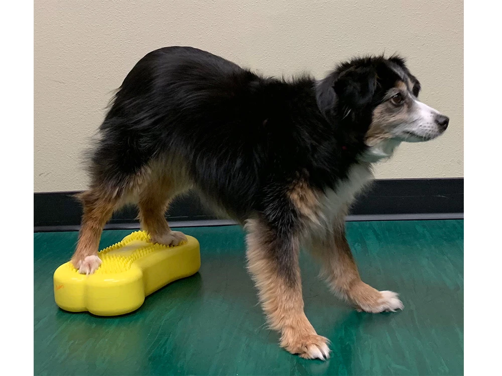 FitPAWS® K9 FITbone™ MINI 2-er Set 6 FitPAWS® K9 FITbone™ MINI 2-er Set – Bild 4