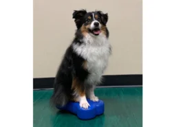 FitPAWS® K9 FITbone™ MINI 2-er Set 12 FitPAWS® K9 FITbone™ MINI 2-er Set -Günstiges Hundeshop Geschäft 546700 Product