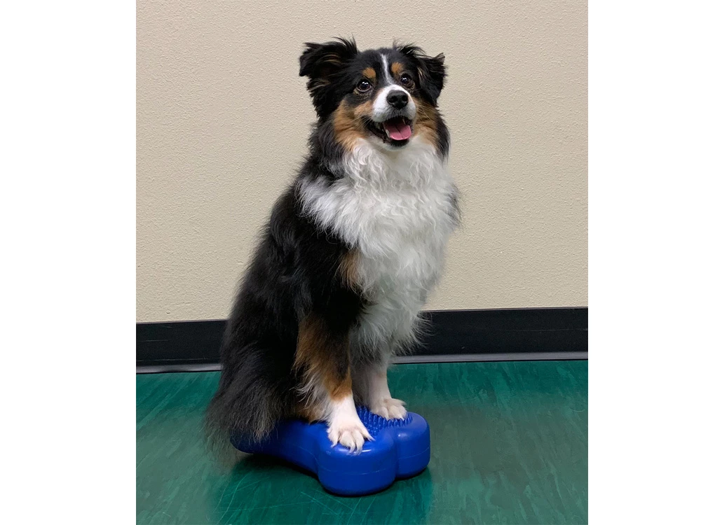 FitPAWS® K9 FITbone™ MINI 2-er Set 7 FitPAWS® K9 FITbone™ MINI 2-er Set – Bild 5