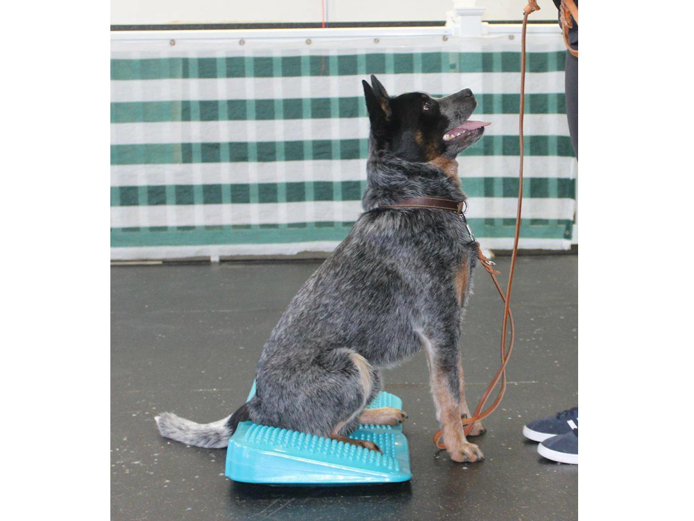 FitPAWS® Balance Ramp 4 FitPAWS® Balance Ramp – Bild 2