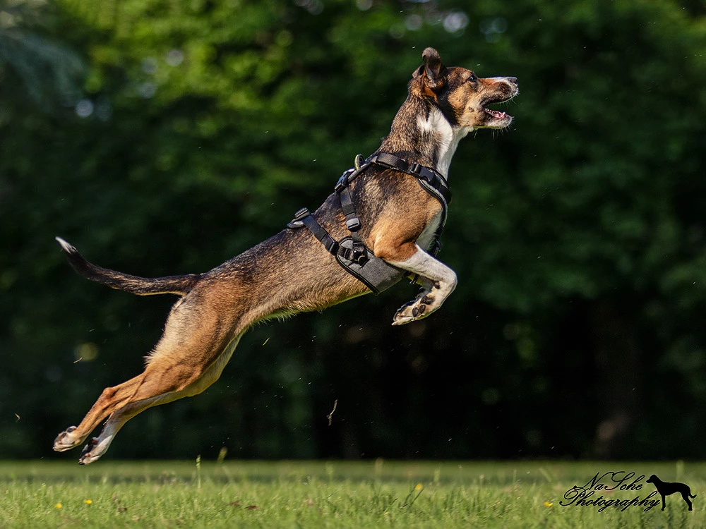 HundeNerd® V2 Hundegeschirr 6 HundeNerd® V2 Hundegeschirr – Bild 4