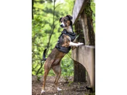 HundeNerd® V2 Hundegeschirr 12 HundeNerd® V2 Hundegeschirr -Günstiges Hundeshop Geschäft 597852 Product