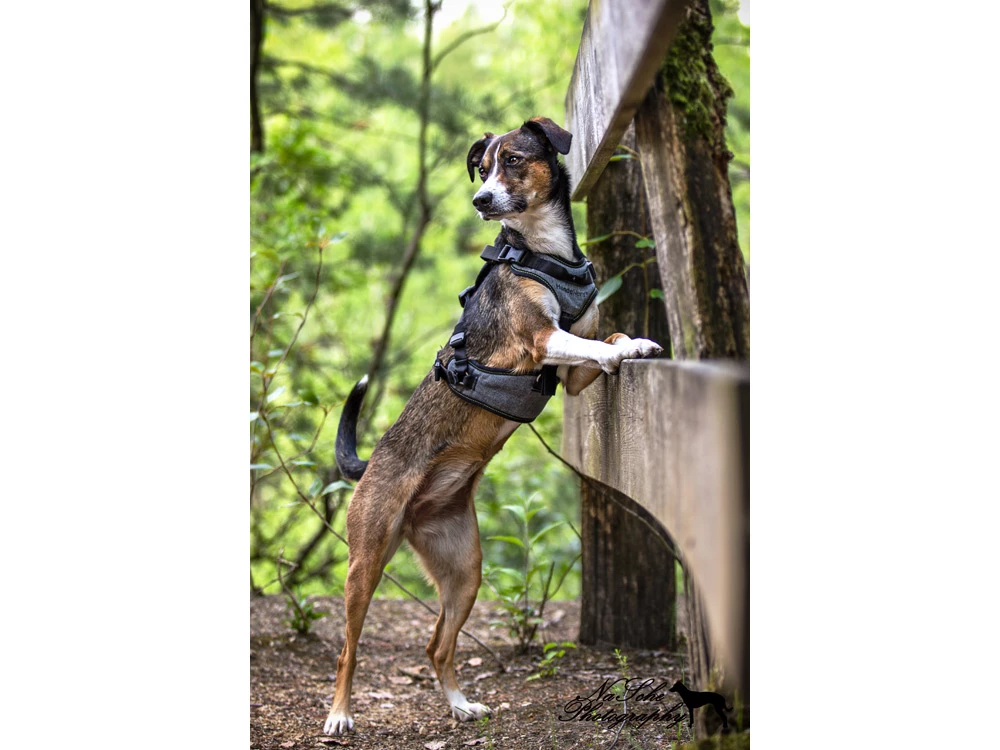 HundeNerd® V2 Hundegeschirr 7 HundeNerd® V2 Hundegeschirr – Bild 5