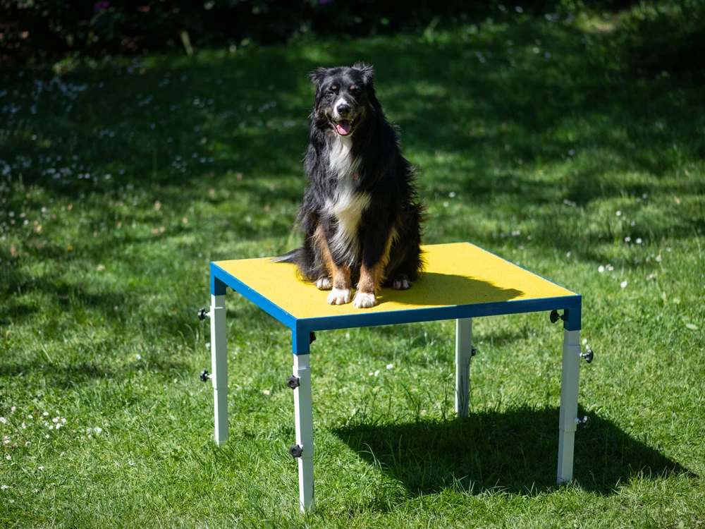 Hundesport Profi Verstellbarer Tisch 6 Hundesport Profi Verstellbarer Tisch – Bild 4