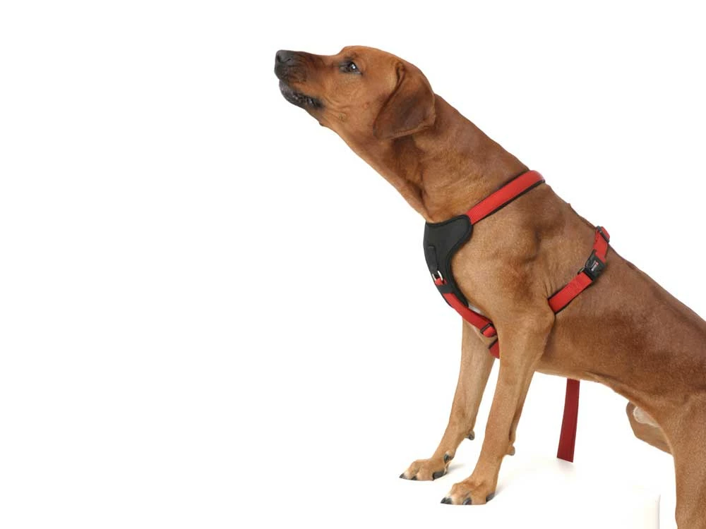 Wolters Hundegeschirr Professional Comfort Skyblue/marineblau 6 Wolters Hundegeschirr Professional Comfort Skyblue/marineblau – Bild 4