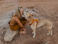 Ruffwear Front Range™ 2.0 Hundegeschirr Campfire Orange 12 Ruffwear Front Range™ 2.0 Hundegeschirr Campfire Orange -Günstiges Hundeshop Geschäft 621245 Product