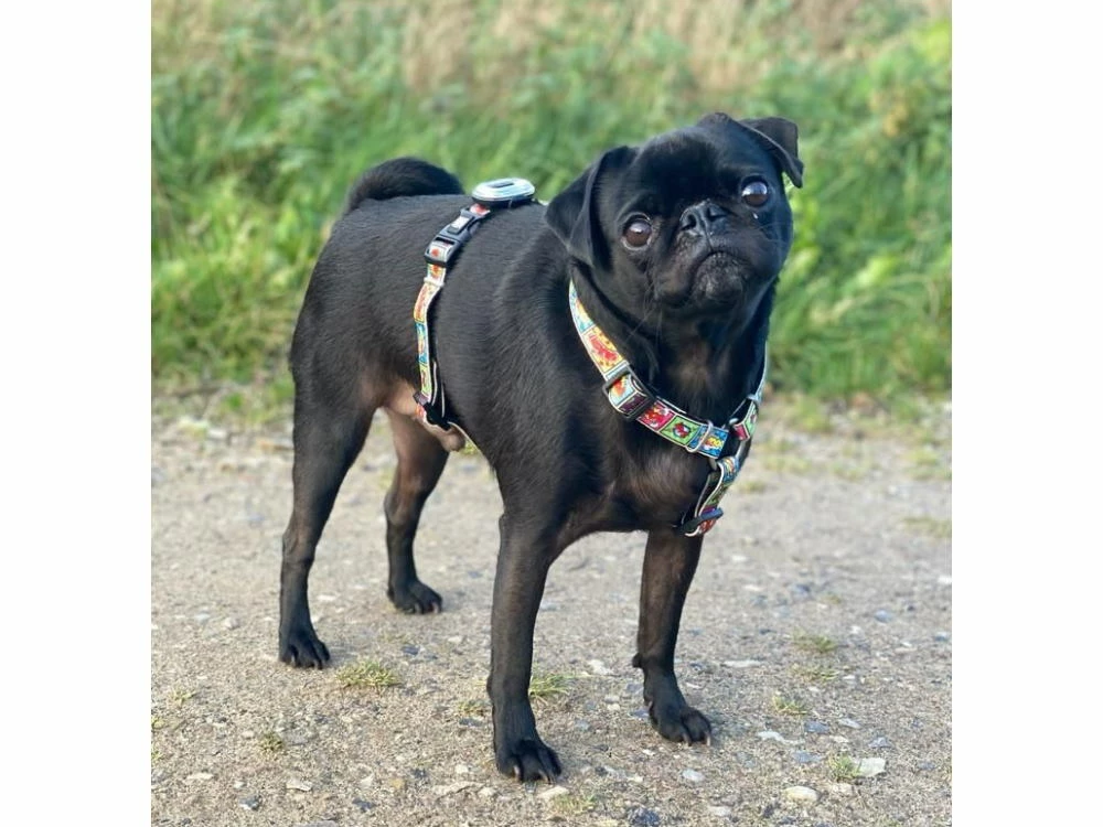 Max & Molly Matrix Ultra LED 2.0 Halsband- Und Geschirrlicht USB 6 Max & Molly Matrix Ultra LED 2.0 Halsband- Und Geschirrlicht USB – Bild 4