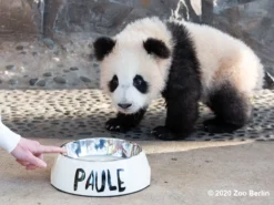 Hundenapf Mit Namen Selbst Gestalten -Günstiges Hundeshop Geschäft 633421 Product