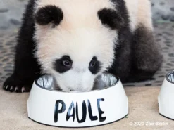 Hundenapf Mit Namen Selbst Gestalten -Günstiges Hundeshop Geschäft 633423 Product