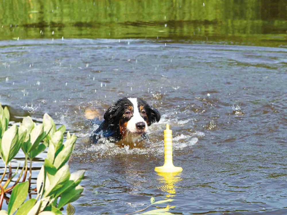 Dog Activity MOT® Aqua Wasserspielzeug 4 Dog Activity MOT® Aqua Wasserspielzeug – Bild 2