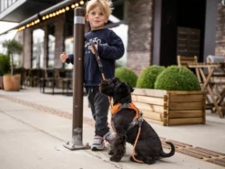 Comfort Walk Pro V2 Hundegeschirr Black -Günstiges Hundeshop Geschäft 672224 Product