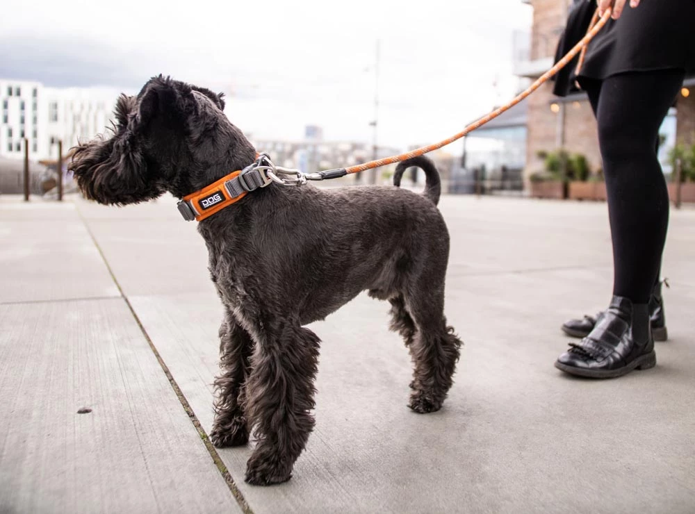 Dog Copenhagen Urban Explorer V2 Halsband Black 6 Dog Copenhagen Urban Explorer V2 Halsband Black – Bild 4