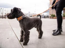 Dog Copenhagen Urban Explorer V2 Halsband Purple Passion 9 Dog Copenhagen Urban Explorer V2 Halsband Purple Passion -Günstiges Hundeshop Geschäft 676312 Product