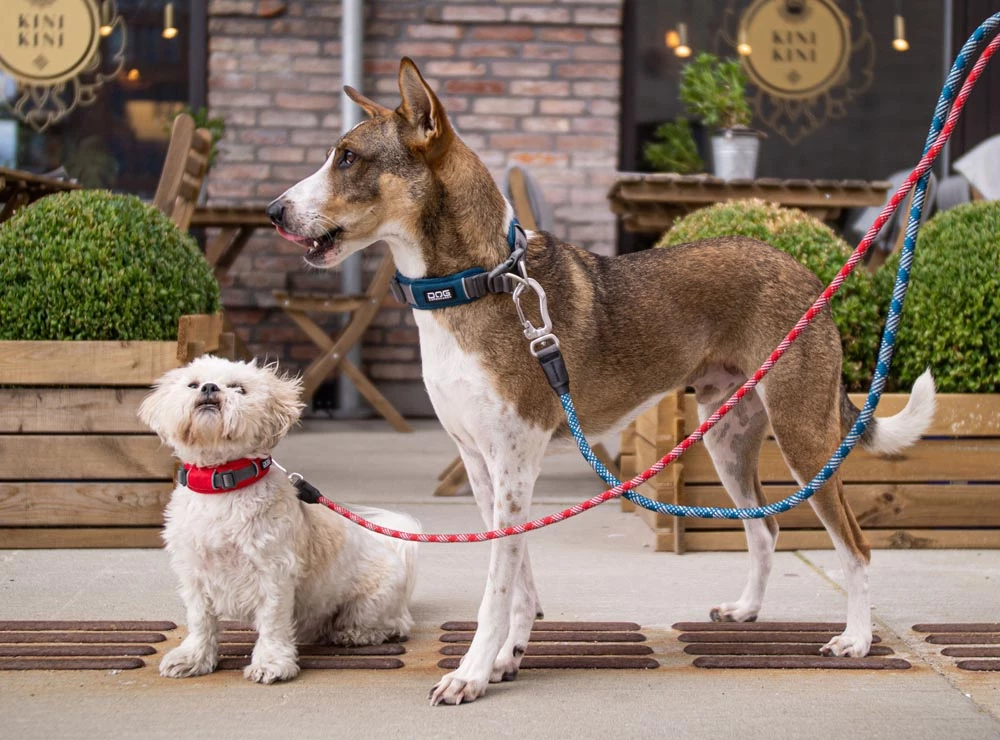 Dog Copenhagen Urban Explorer V2 Halsband Wild Rose 5 Dog Copenhagen Urban Explorer V2 Halsband Wild Rose – Bild 3