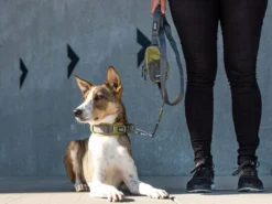 Dog Copenhagen Urban Trail V2 Hundeleine Hunting Green 14 Dog Copenhagen Urban Trail V2 Hundeleine Hunting Green -Günstiges Hundeshop Geschäft 679859 Product